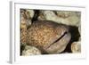 Yellowmargin Moray-Michele Westmorland-Framed Photographic Print