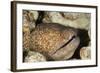 Yellowmargin Moray-Michele Westmorland-Framed Photographic Print