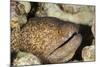 Yellowmargin Moray-Michele Westmorland-Mounted Photographic Print