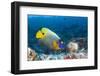 Yellowmask Angelfish (Pomacanthus Xanthometopon)-Reinhard Dirscherl-Framed Photographic Print