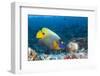 Yellowmask Angelfish (Pomacanthus Xanthometopon)-Reinhard Dirscherl-Framed Photographic Print