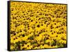 Yellowness-John Gusky-Framed Stretched Canvas