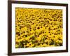 Yellowness-John Gusky-Framed Photographic Print