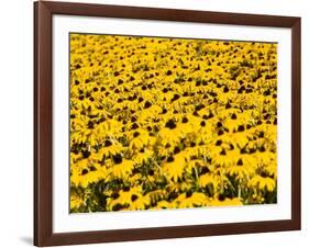 Yellowness-John Gusky-Framed Photographic Print