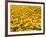 Yellowness-John Gusky-Framed Photographic Print