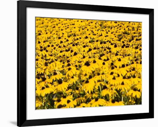 Yellowness-John Gusky-Framed Photographic Print