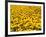 Yellowness-John Gusky-Framed Photographic Print