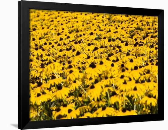 Yellowness-John Gusky-Framed Photographic Print