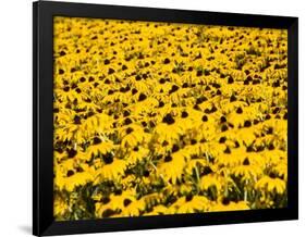 Yellowness-John Gusky-Framed Photographic Print