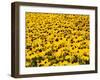 Yellowness-John Gusky-Framed Premium Photographic Print