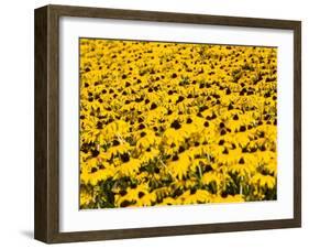 Yellowness-John Gusky-Framed Premium Photographic Print