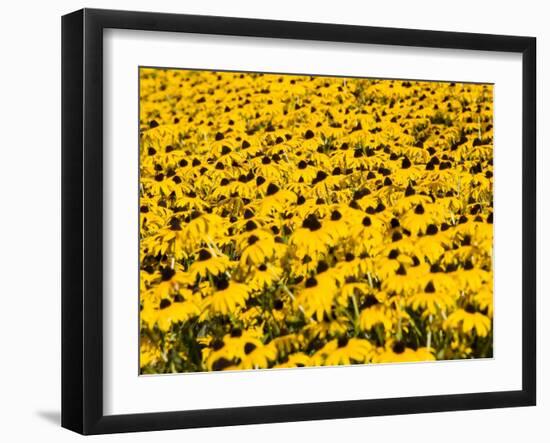 Yellowness-John Gusky-Framed Premium Photographic Print