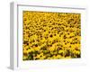 Yellowness-John Gusky-Framed Premium Photographic Print