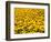 Yellowness-John Gusky-Framed Photographic Print