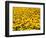 Yellowness-John Gusky-Framed Photographic Print