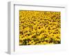 Yellowness-John Gusky-Framed Photographic Print