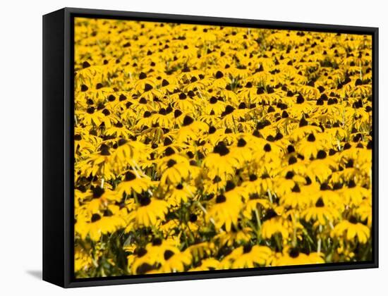 Yellowness-John Gusky-Framed Stretched Canvas