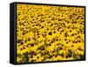 Yellowness-John Gusky-Framed Stretched Canvas