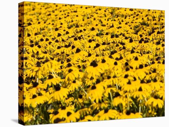 Yellowness-John Gusky-Stretched Canvas