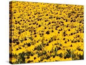 Yellowness-John Gusky-Stretched Canvas