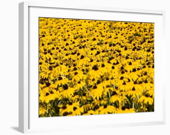 Yellowness-John Gusky-Framed Photographic Print
