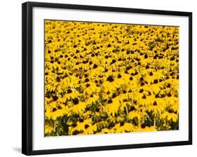 Yellowness-John Gusky-Framed Photographic Print