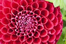 Pink Gerberas on Stem and Rocks-YellowPaul-Photographic Print