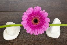 Pink Gerberas on Stem and Rocks-YellowPaul-Photographic Print