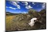 Yellowstone Bison Skull-Jason Savage-Mounted Art Print