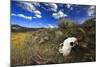 Yellowstone Bison Skull-Jason Savage-Mounted Giclee Print