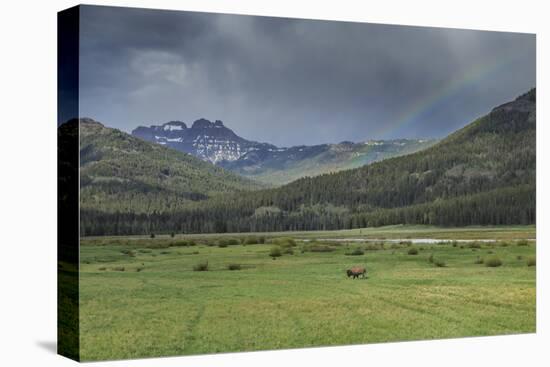 Yellowstone Bison with Rainbow-Galloimages Online-Stretched Canvas