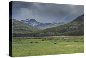 Yellowstone Bison with Rainbow-Galloimages Online-Stretched Canvas