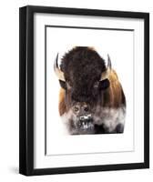 Yellowstone Bison-Jason Savage-Framed Art Print