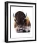 Yellowstone Bison-Jason Savage-Framed Art Print