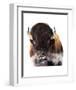 Yellowstone Bison-Jason Savage-Framed Art Print