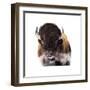 Yellowstone Bison-Jason Savage-Framed Giclee Print