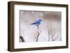 Yellowstone Bluebird-Jason Savage-Framed Art Print