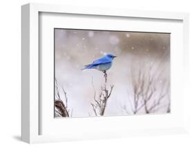 Yellowstone Bluebird-Jason Savage-Framed Art Print