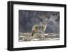 Yellowstone Coyote-Jason Savage-Framed Art Print