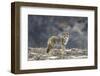 Yellowstone Coyote-Jason Savage-Framed Art Print