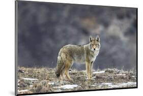 Yellowstone Coyote-Jason Savage-Mounted Art Print