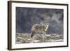 Yellowstone Coyote-Jason Savage-Framed Art Print