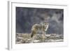 Yellowstone Coyote-Jason Savage-Framed Art Print