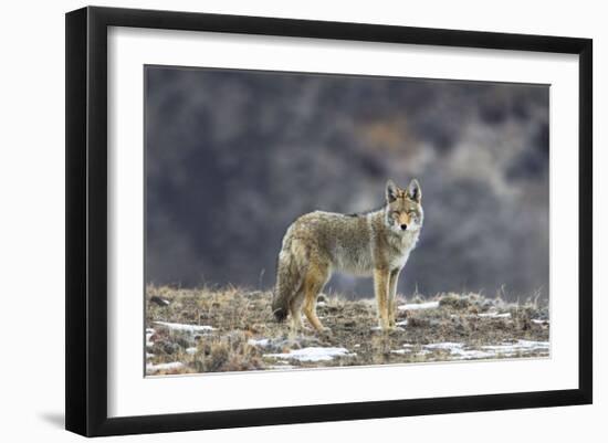 Yellowstone Coyote-Jason Savage-Framed Giclee Print