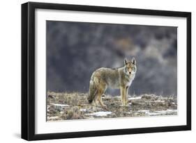 Yellowstone Coyote-Jason Savage-Framed Giclee Print