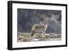 Yellowstone Coyote-Jason Savage-Framed Giclee Print