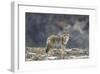 Yellowstone Coyote-Jason Savage-Framed Giclee Print