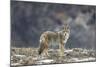 Yellowstone Coyote-Jason Savage-Mounted Giclee Print