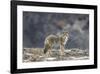 Yellowstone Coyote-Jason Savage-Framed Giclee Print