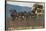 Yellowstone Horse-Drawn Charabanc-null-Stretched Canvas